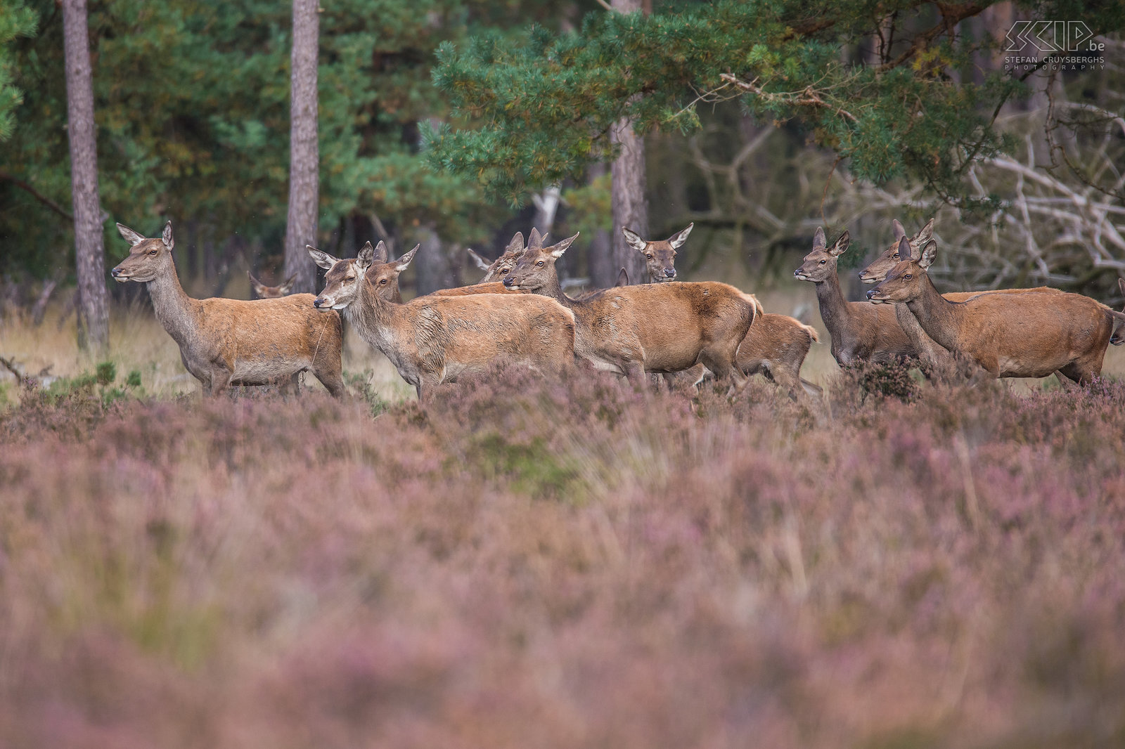 Rutting season in Hoge Veluwe - Hinds Every year the rutting season of the red deer (Cervus elaphus) starts at the end of September. We went one day to the beautiful Hoge Veluwe National Park in the Netherlands. The park is home to almost 200 red deer. During the rutting season the males, known as stags, leave their male herds and will search for females. The females also live in herds and are called hinds. At that time male red deer will have impressive antlers and they will grow a short neck mane. They start roaring and fighting with other males to impress the hinds. We had a nice evening despite of the hundreds of other nature photographers who also visited the park.<br />
 Stefan Cruysberghs